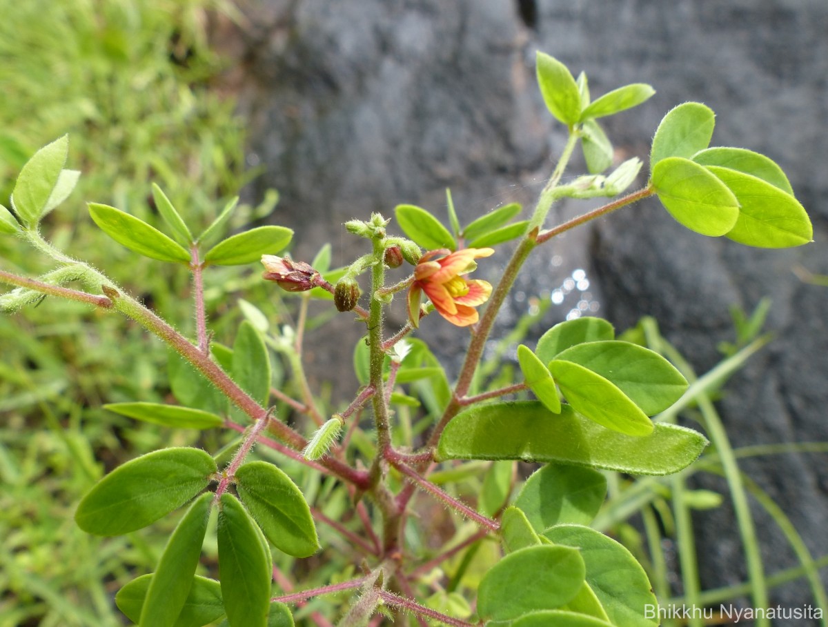 Chamaecrista absus (L.) H.S.Irwin & Barneby